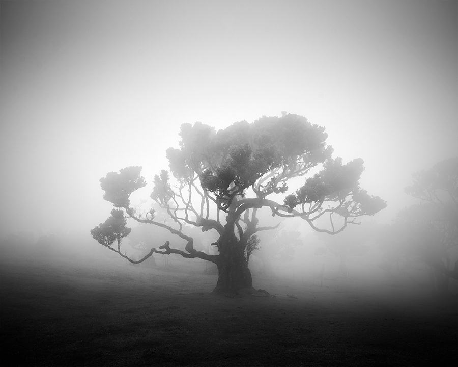 Les arbres millénaires de Madère en noir et blanc par Michael Schlegel