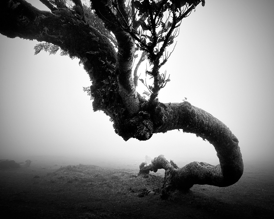 Les arbres millénaires de Madère en noir et blanc par Michael Schlegel