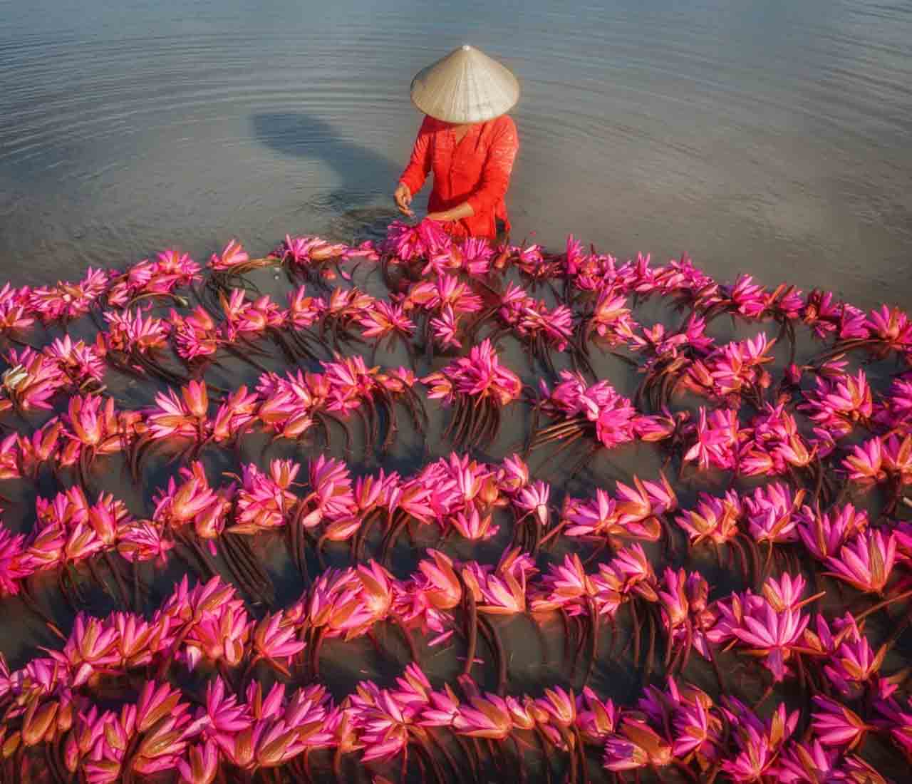 La saison des récoltes au Vietnam vue du ciel