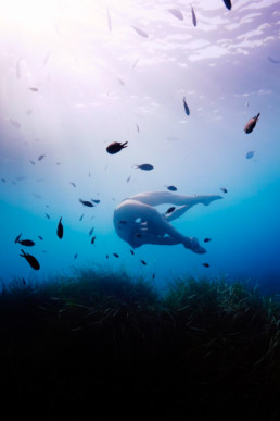 Portrait aquatique par Harry Fayt