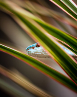 serpent photo