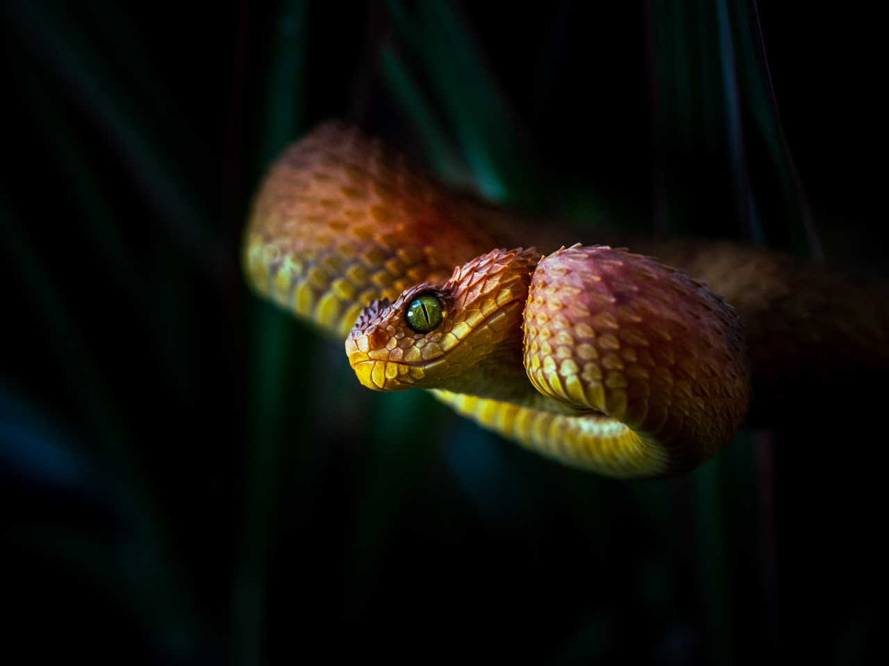 serpent photo