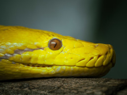 serpent photo