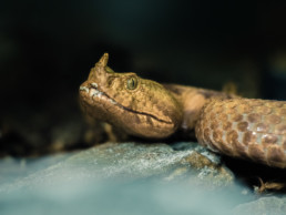 serpent photo