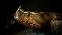 serpent photo