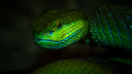 serpent photo