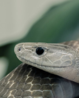 serpent photo