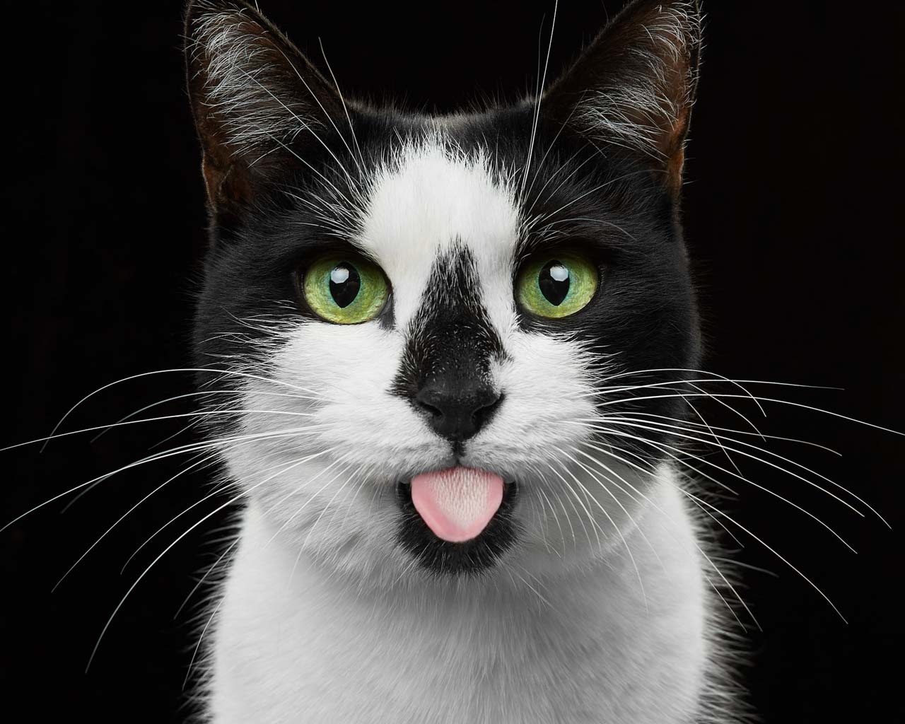 chats artistes
