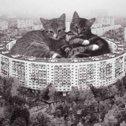 Cats of Brutalism : de l’architecture et des chats