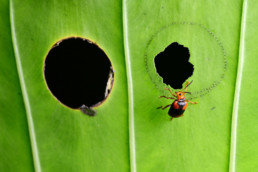 Close-up Photographer of the Year