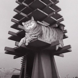 Cats of Brutalism : de l’architecture et des chats