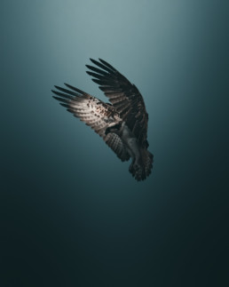 portraits d'oiseau par Magnus Berggren