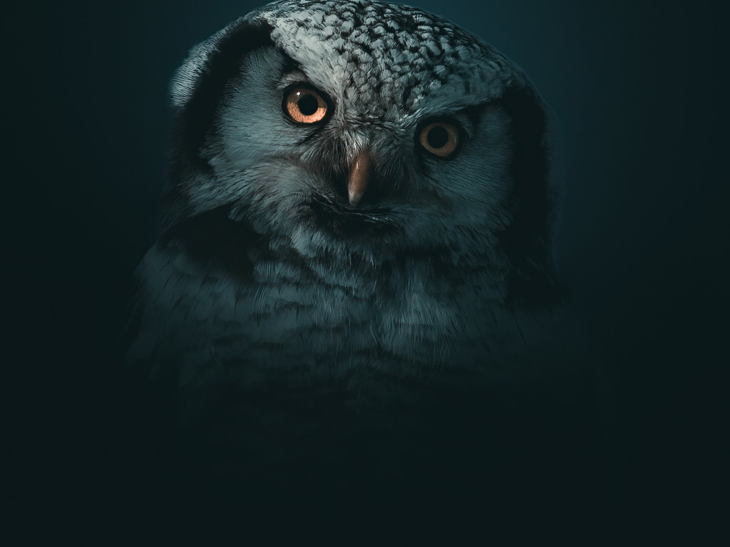 portraits d'oiseau par Magnus Berggren