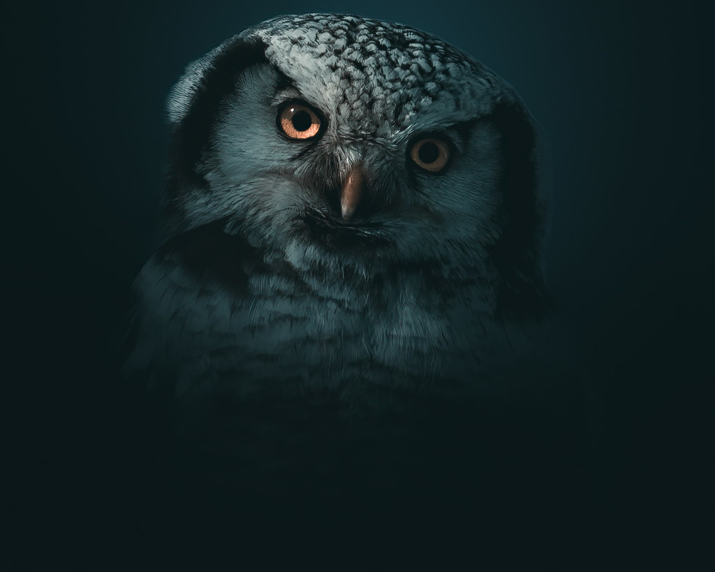 portraits d'oiseau par Magnus Berggren