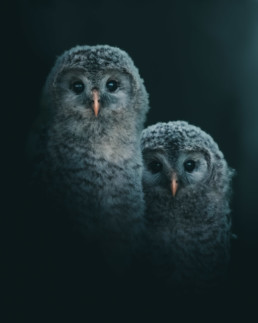 portraits d'oiseau par Magnus Berggren