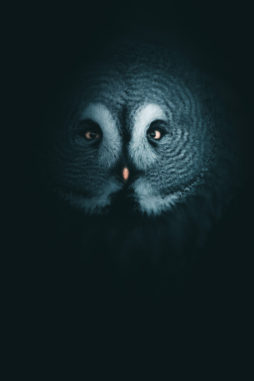 portraits d'oiseau par Magnus Berggren