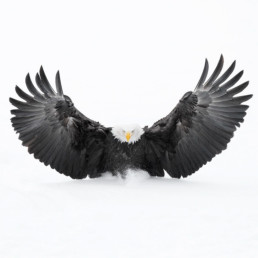 le photographe animalier des paradis blancs