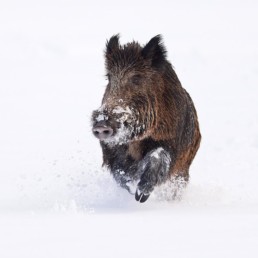 le photographe animalier des paradis blancs