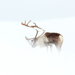 le photographe animalier des paradis blancs