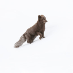 le photographe animalier des paradis blancs
