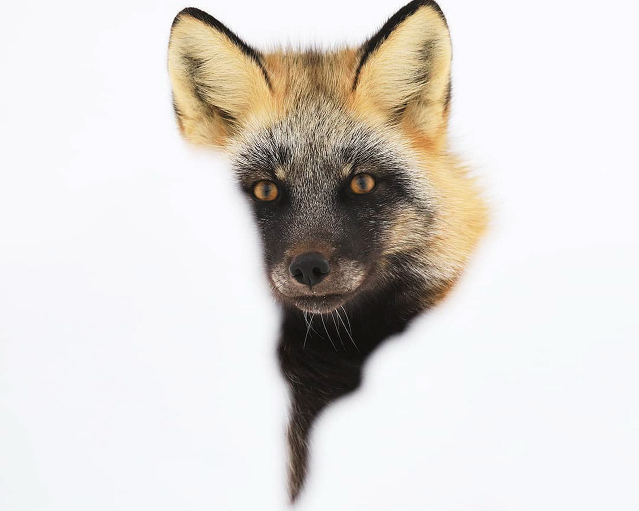 le photographe animalier des paradis blancs