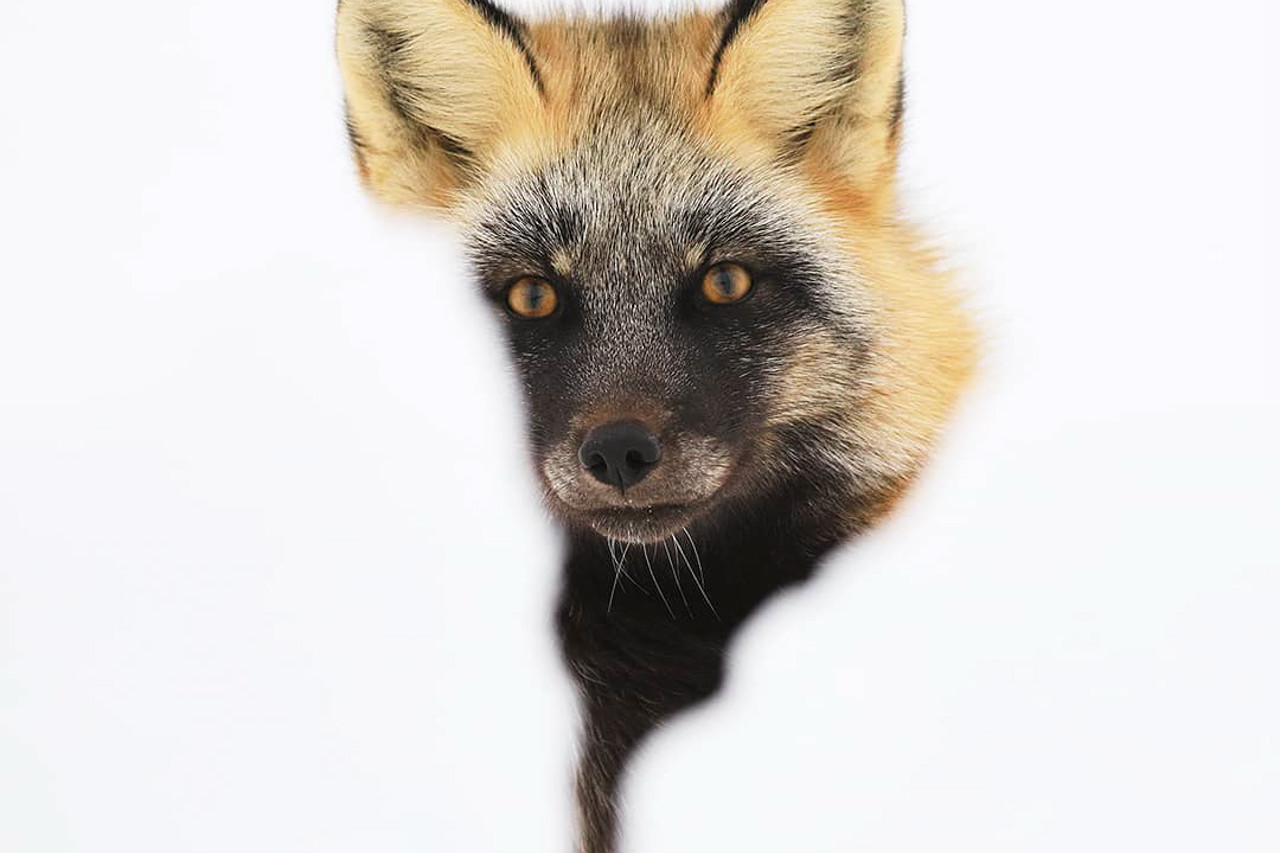 le photographe animalier des paradis blancs