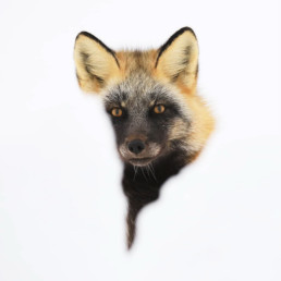 le photographe animalier des paradis blancs