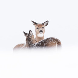 le photographe animalier des paradis blancs