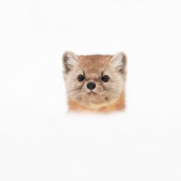 le photographe animalier des paradis blancs