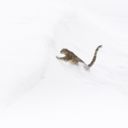 le photographe animalier des paradis blancs