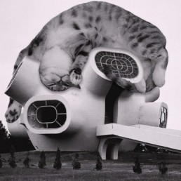Cats of Brutalism : de l’architecture et des chats