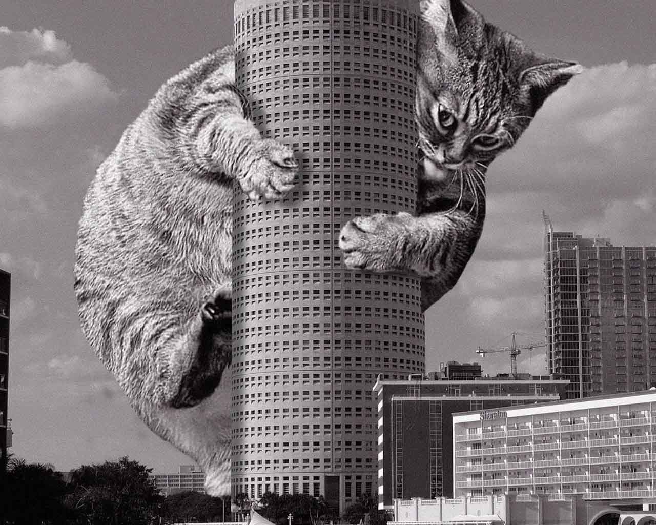 Cats of Brutalism : de l’architecture et des chats