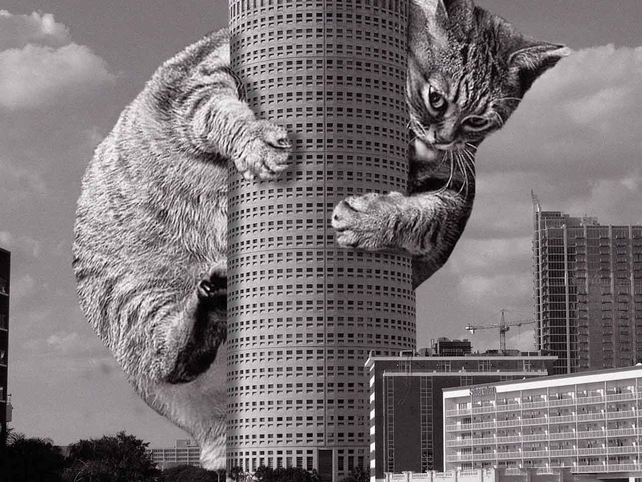 Cats of Brutalism : de l’architecture et des chats