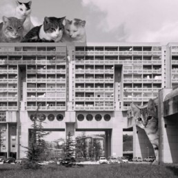 Cats of Brutalism : de l’architecture et des chats