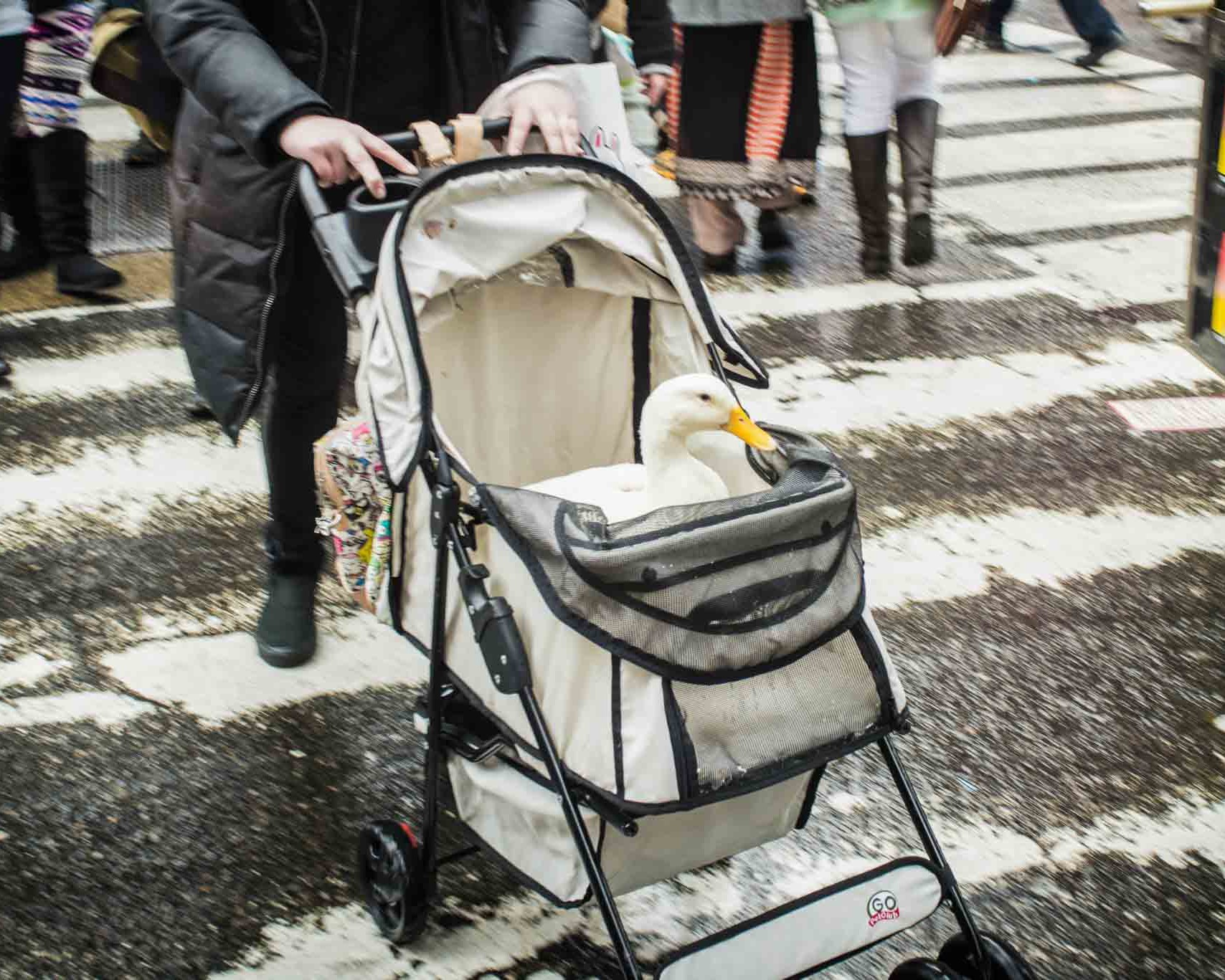 Un regard Nouveau sur New York