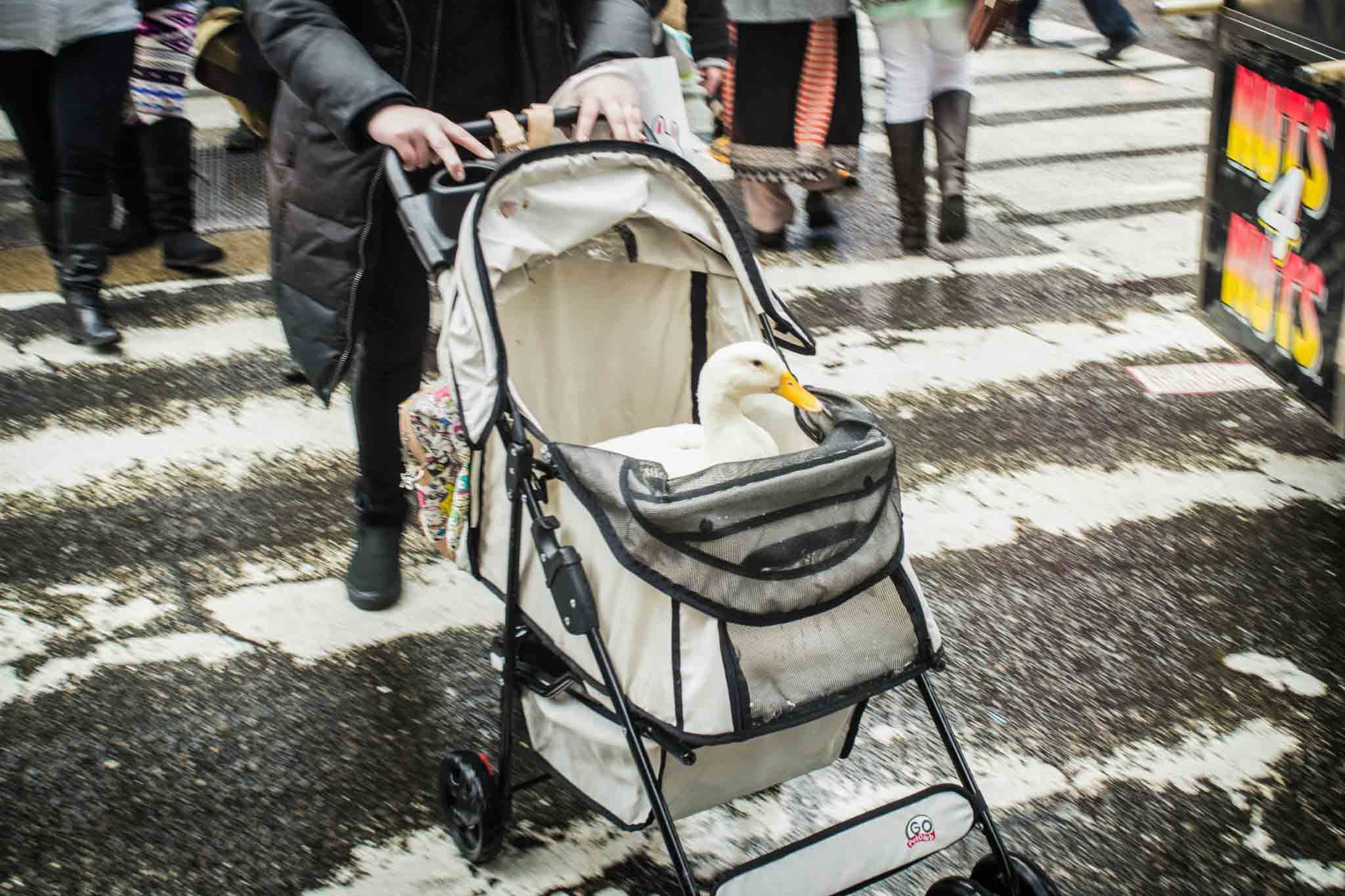 Un regard Nouveau sur New York