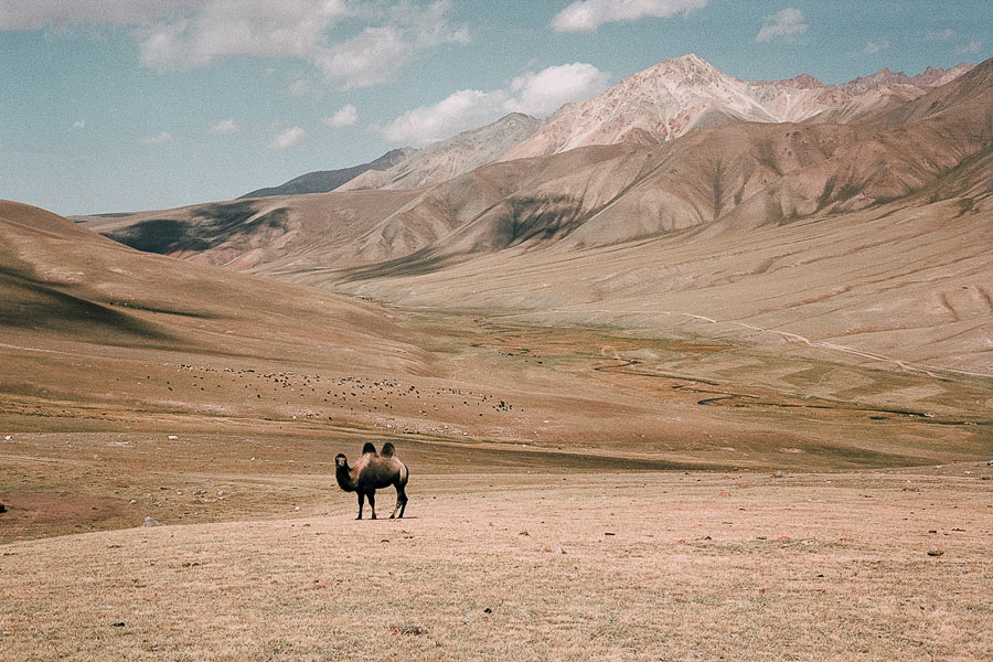 Chameau dans les montagnes du Kirghizistan