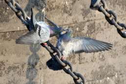 photo de pigeons par Patrick Boehler