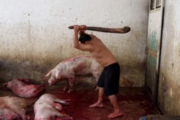 des cochons sont abattus à la massue : tras los muros par Aitor Garmendia