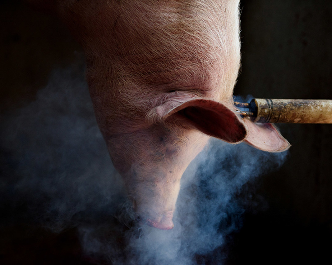un porc vient d'être tué : tras los muros par Aitor Garmendia