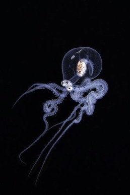 Close-up Photographer of the Year