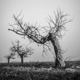 Olivier Ouadah capture la majesté des arbres en noir et blancOlivier Ouadah capture la majesté des arbres en noir et blanc