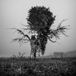 Arbres © Olivier Ouadah