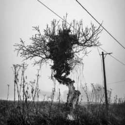 Arbres © Olivier Ouadah