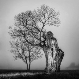 Arbres © Olivier Ouadah