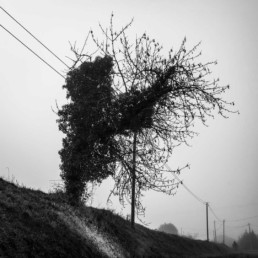 Olivier Ouadah capture la majesté des arbres en noir et blanc