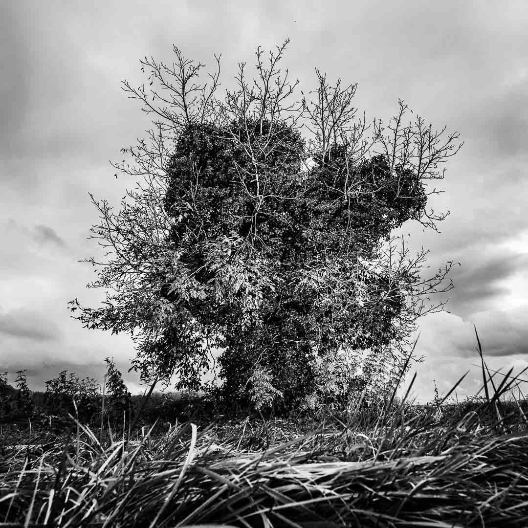 Olivier Ouadah capture la majesté des arbres en noir et blanc