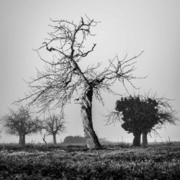 Arbres © Olivier Ouadah