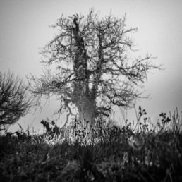 Olivier Ouadah capture la majesté des arbres en noir et blanc