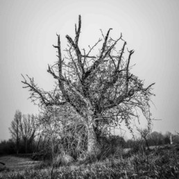 Olivier Ouadah capture la majesté des arbres en noir et blanc